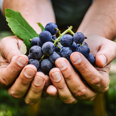 L'extrait de pépins de raisin pour une peau éclatante.